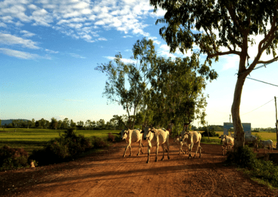 Cambodian Cows