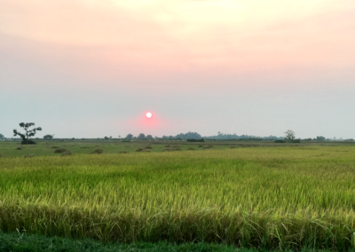 Sunset in Rice Field